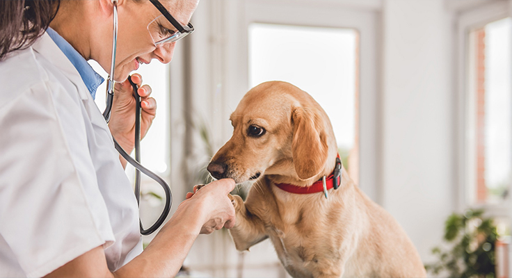 강소 Dingshun 의료 제품 유한 공사